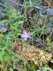Sidalcea glaucescens