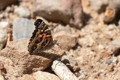 Vanessa virginiensis