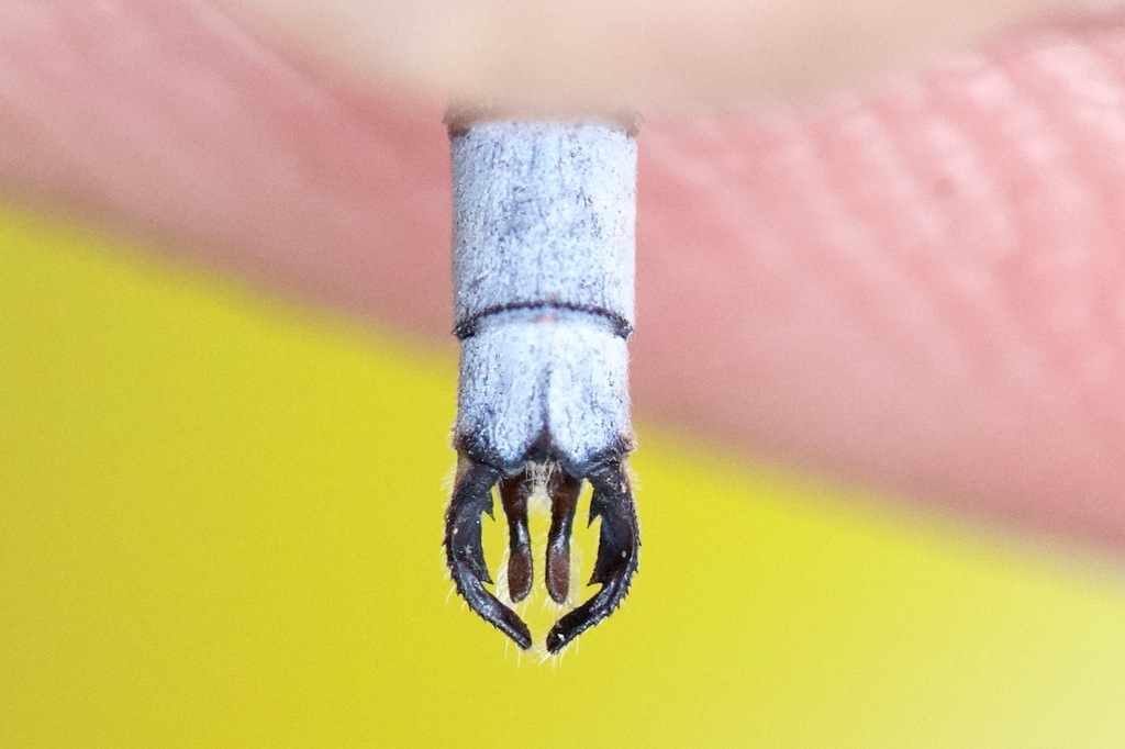Northern Spreadwing