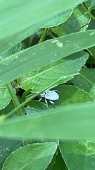 Myllocerus undecimpustulatus