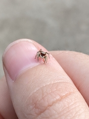 Habronattus pyrrithrix