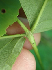 Fraxinus nigra image
