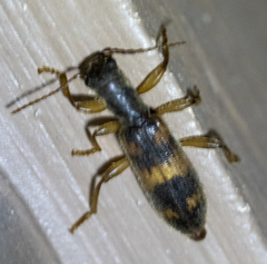 Cymatodera undulata