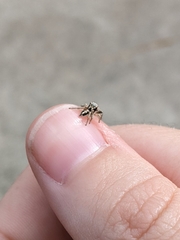 Habronattus pyrrithrix