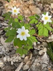Anemonoides nemorosa