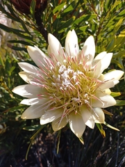 Protea repens