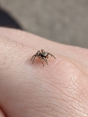 Habronattus pyrrithrix