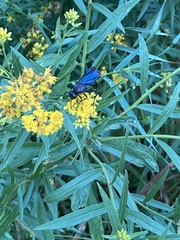 Sphecidae