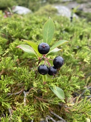 Aronia melanocarpa