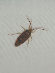 Pantilius tunicatus