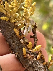 Arceuthobium occidentale