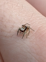 Habronattus pyrrithrix