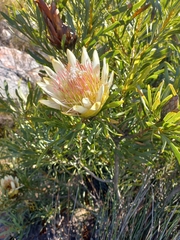 Protea repens