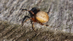 Araneus marmoreus