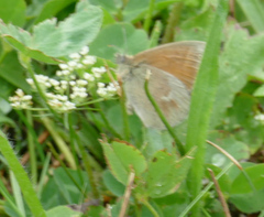 Coenonympha california
