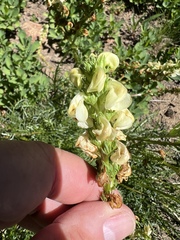 Pedicularis contorta