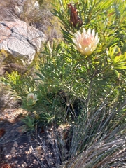 Protea repens