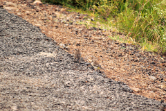 Crithagra reichenowi