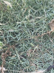 Pseudacris hypochondriaca