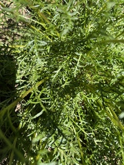 Pedicularis contorta
