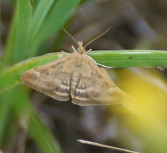 Pyrausta despicata
