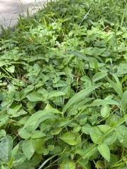 Myllocerus undecimpustulatus