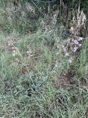 Mirabilis hirsuta