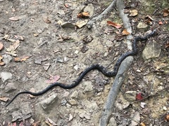 Pantherophis spiloides