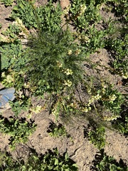 Pedicularis contorta