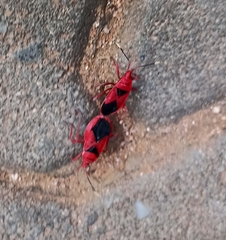 Probergrothius sanguinolens