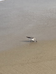 Calidris
