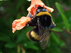 Bombus terrestris