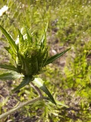 Carlina biebersteinii