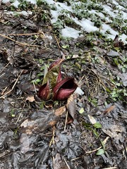 Symplocarpus foetidus