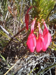 Erica plukenetii