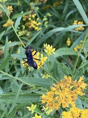 Sphecidae
