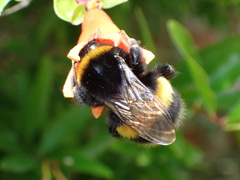 Bombus terrestris