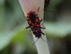 Spilostethus saxatilis