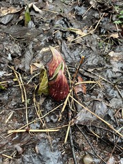 Symplocarpus foetidus