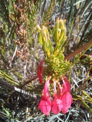Erica plukenetii