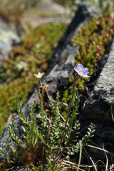 Polemonium pulcherrimum