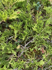 Juniperus horizontalis