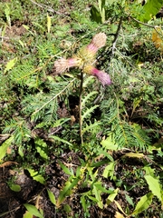 Cirsium andersonii