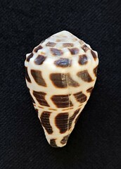 Conus ebraeus