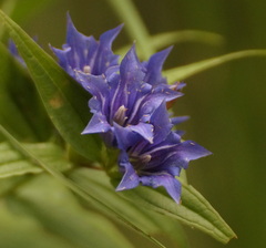 Gentiana asclepiadea