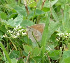 Coenonympha california