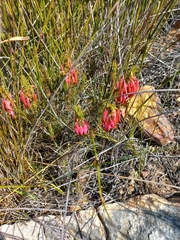 Erica plukenetii