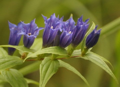 Gentiana asclepiadea