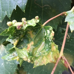 Daktulosphaira vitifoliae