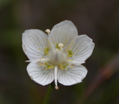 Parnassia palustris